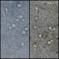 WOW Embossing Powder: Stonewashed