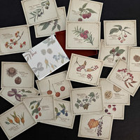Vintage-Style Cards in Slide Box: Tree Nuts