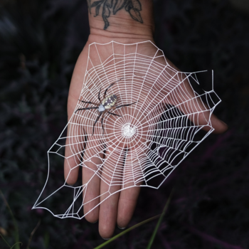 NEW: Spiderweb & Spider Duo: Weaver