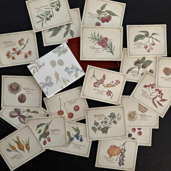 Vintage-Style Cards in Slide Box: Tree Nuts